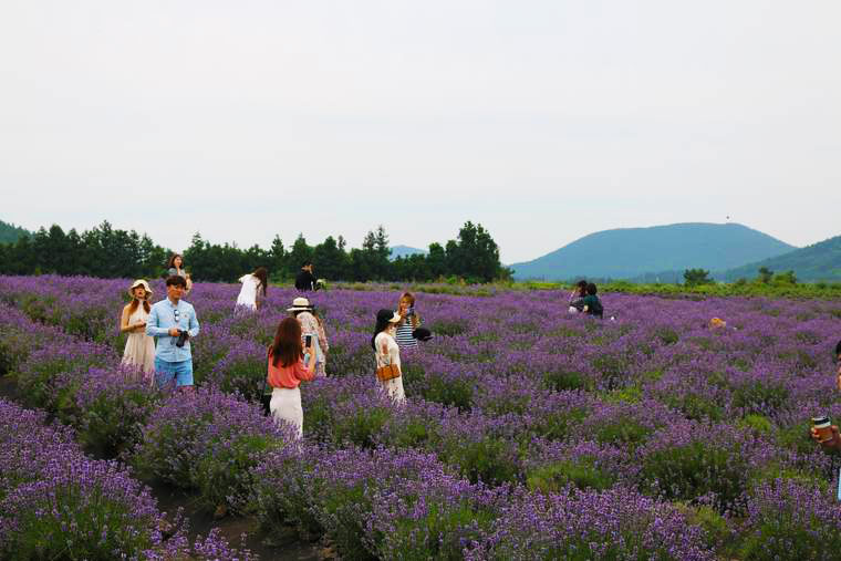 ボロムワットのラベンダー畑
