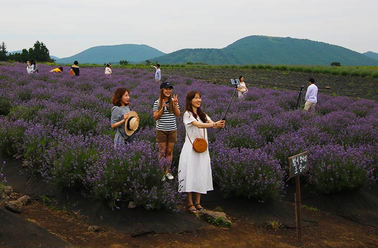 ボロムワットガーデンのラベンダー畑で記念写真を撮る観光客