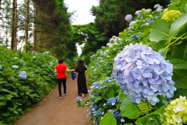 ボロムワットにある紫陽花の小道