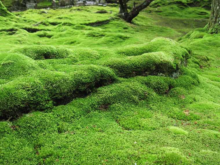 西芳寺（苔寺）