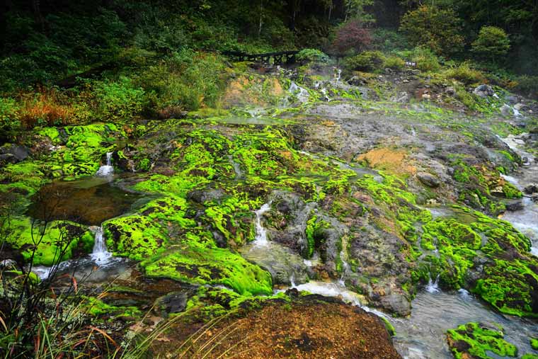 チャツボミゴケ公園