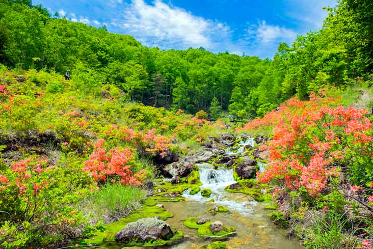 チャツボミゴケ公園