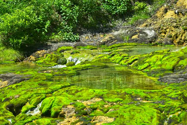 チャツボミゴケ公園