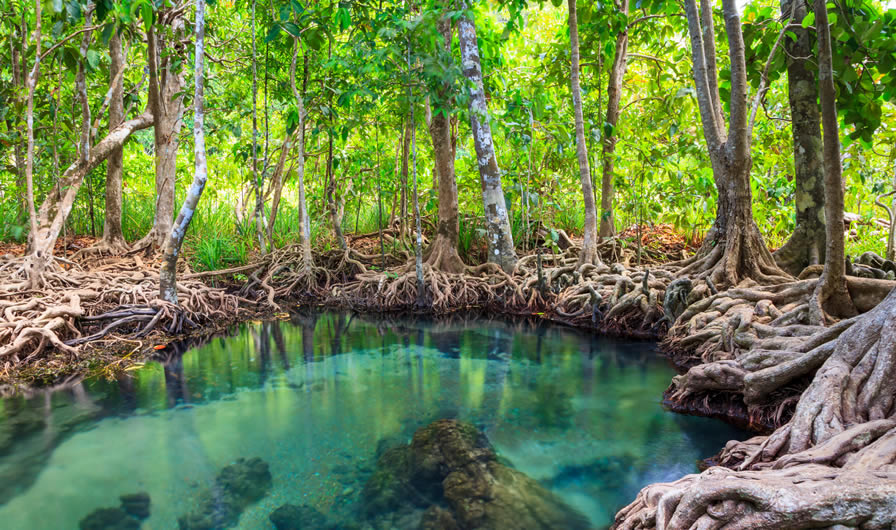 Tha Pom, the mangrove forest in Krabi