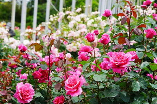 日比谷花壇大船フラワーセンター