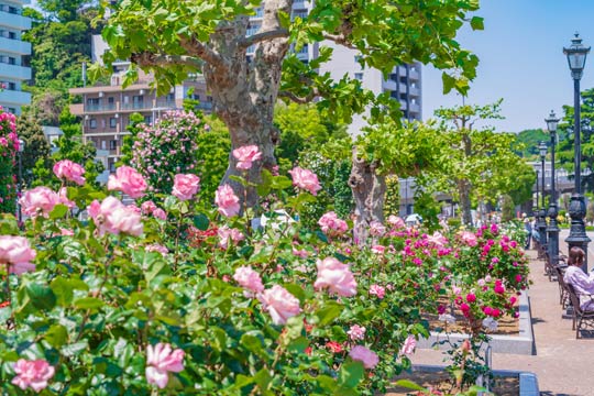 横須賀市ヴェルニー公園