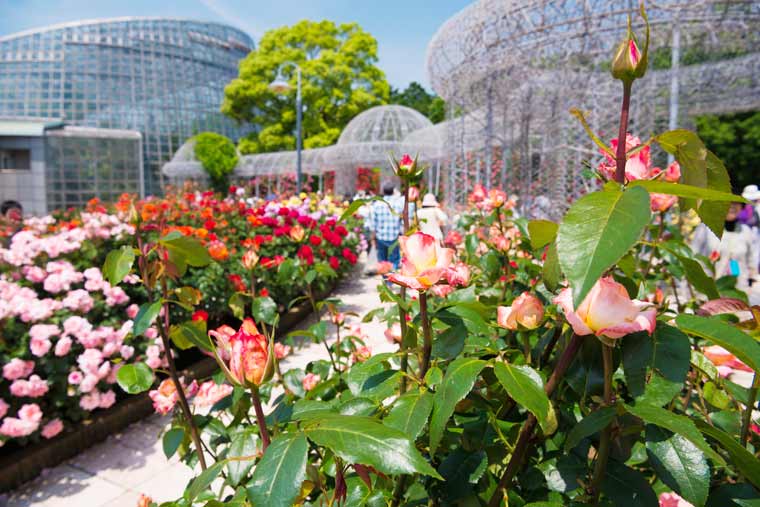 小田原フラワーガーデン