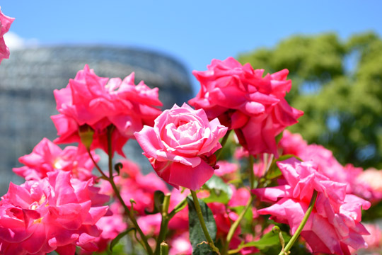 小田原フラワーガーデン