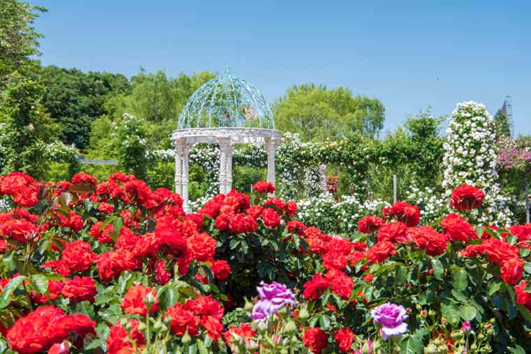京成バラ園
