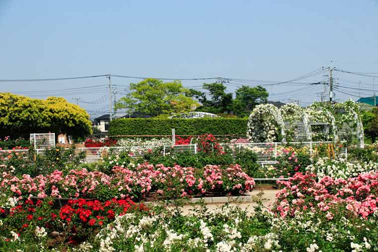 伊奈町町制施行記念公園