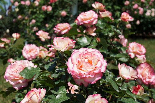 伊奈町町制施行記念公園