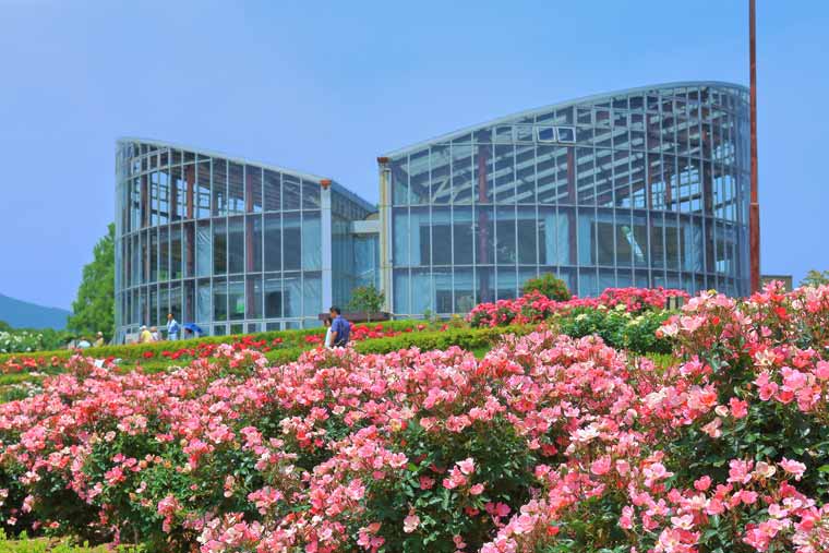 茨城県フラワーパーク