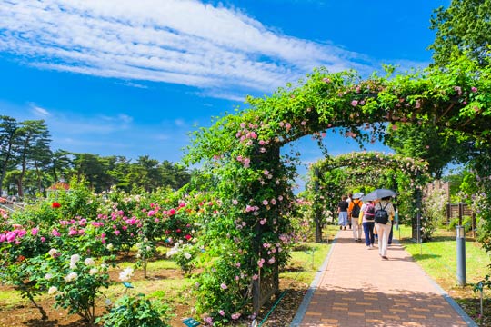 敷島公園バラ園