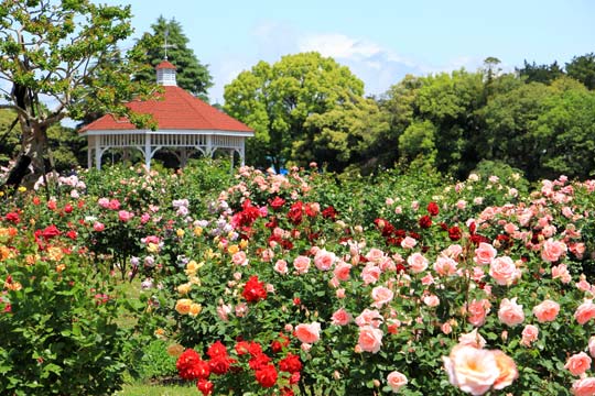 敷島公園バラ園