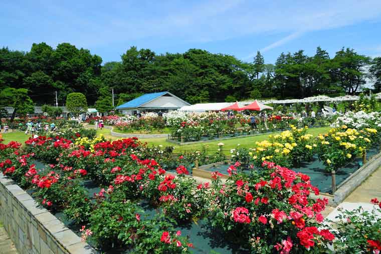 生田緑地ばら苑