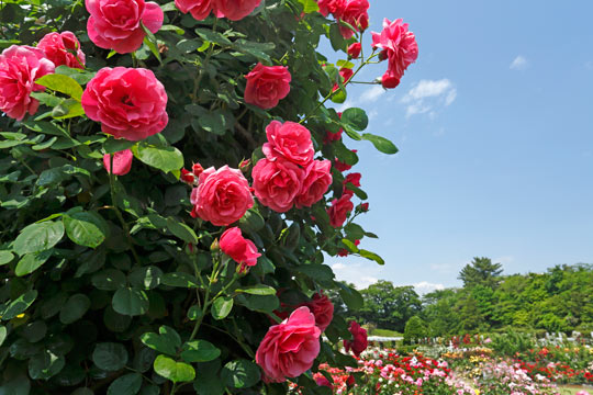 生田緑地ばら苑