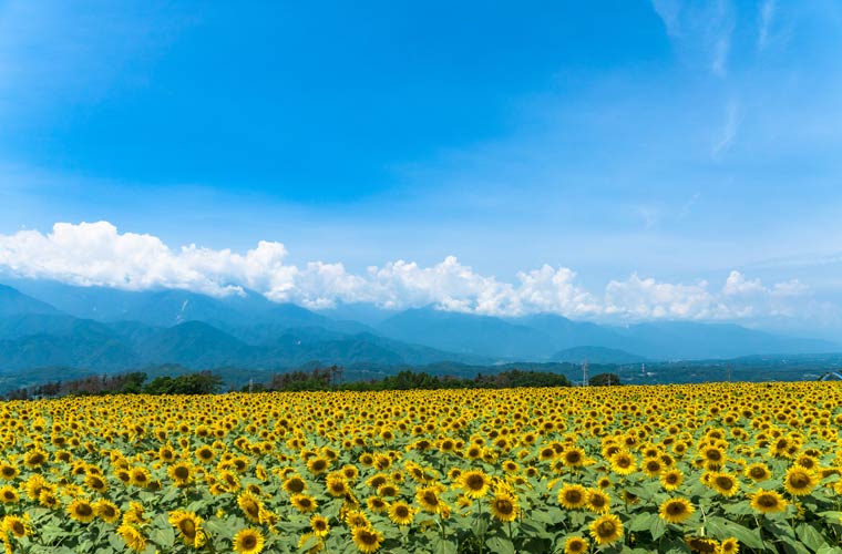 明野ひまわり畑
