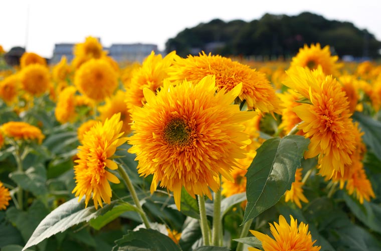 筑西市ひまわりの里