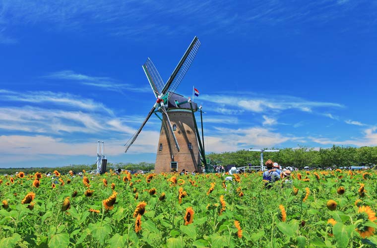 風車のひまわりガーデン