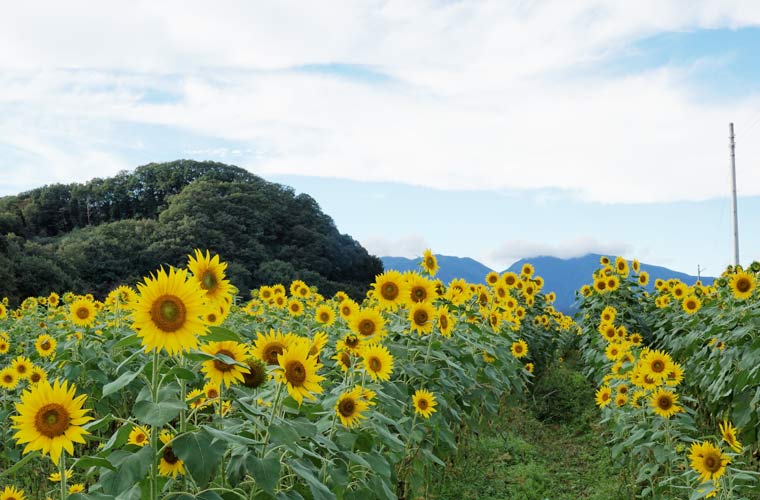 ひまわりの花畑