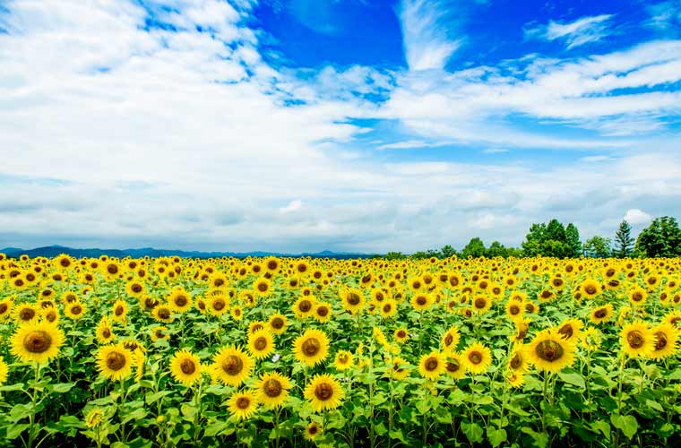 ひまわりの丘公園