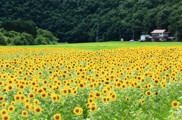 君田のひまわり畑