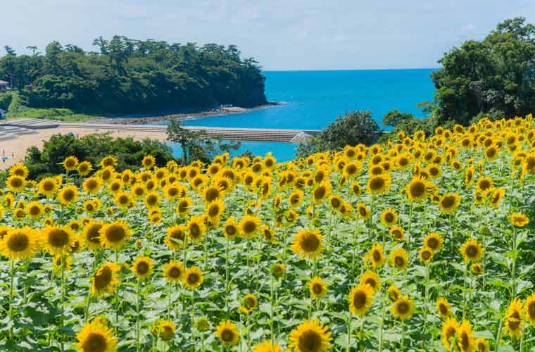 長崎鼻のひまわり畑