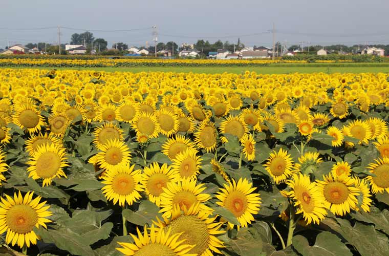 野木のひまわり