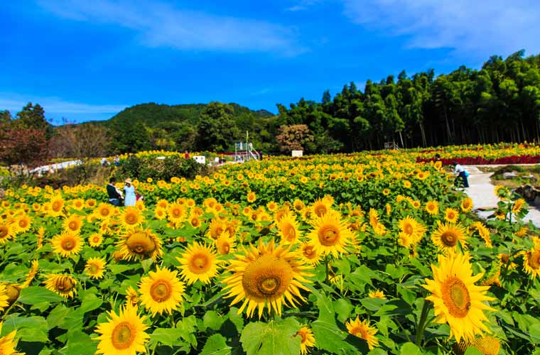 山田のひまわり園