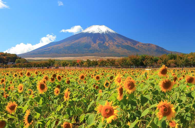 山中湖花の都公園