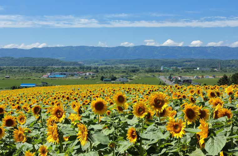なよろひまわり畑