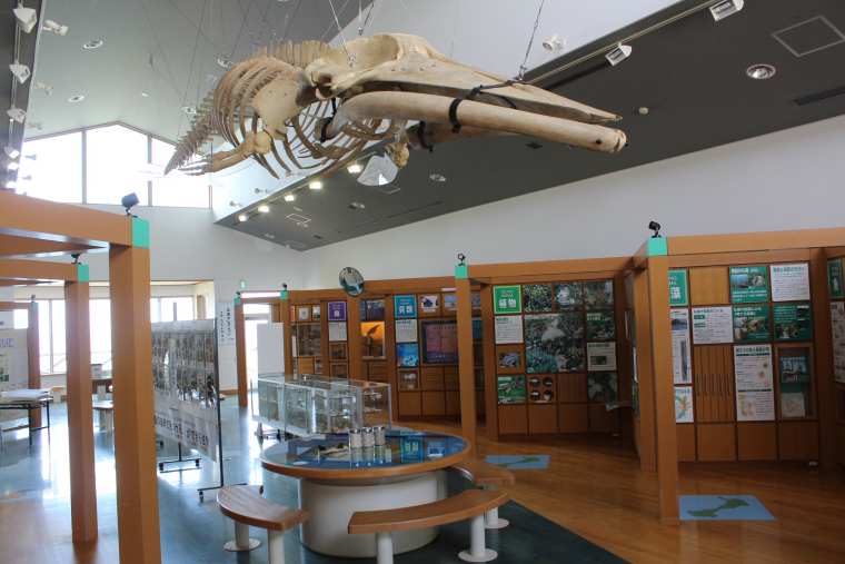 つのしま自然館内の展示