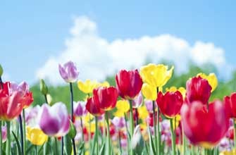 国営滝野すずらん丘陵公園