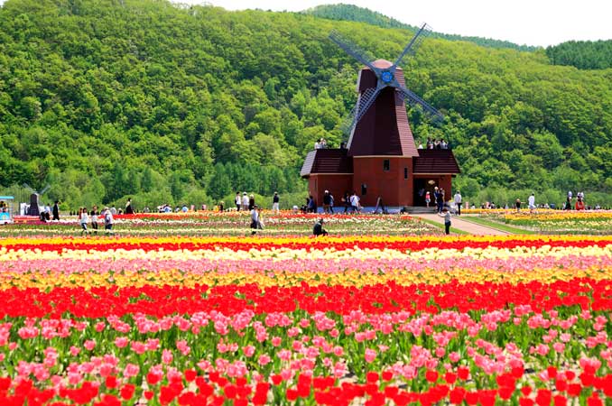 かみゆうべつチューリップ公園