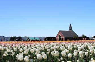 かみゆうべつチューリップ公園