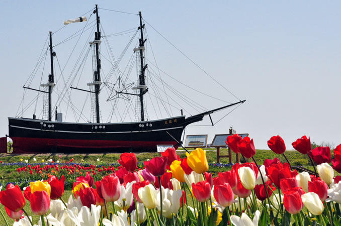 サラキ岬チューリップ園