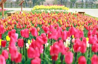 サラキ岬チューリップ園