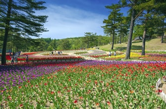 雪谷川ダムフォリストパーク・軽米 チューリップ園