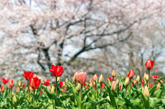 大宮花の丘農林公苑