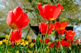 大宮花の丘農林公苑