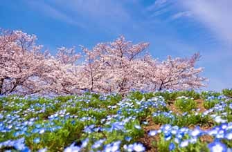 大宮花の丘農林公苑