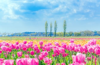 佐倉ふるさと広場