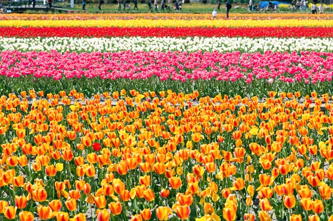 根がらみ前水田のチューリップ