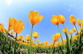 根がらみ前水田のチューリップ