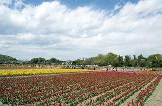 根がらみ前水田のチューリップ
