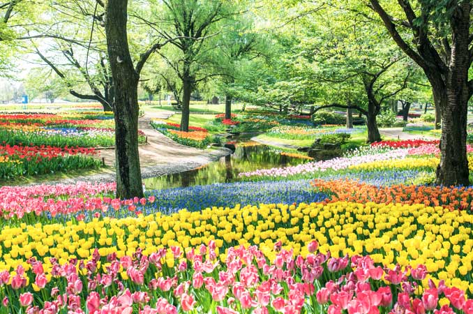 国営昭和記念公園