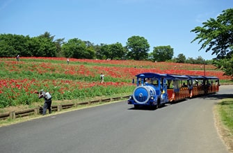 国営昭和記念公園