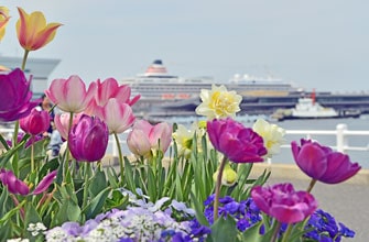 山下公園のチューリップ