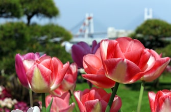 山下公園のチューリップ