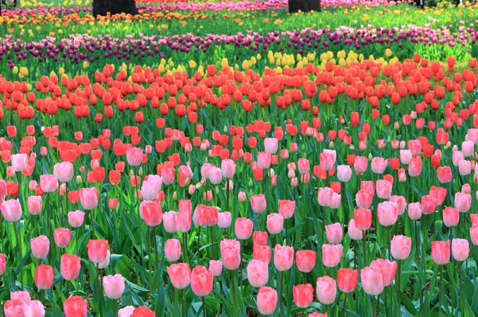 横浜公園のチューリップ